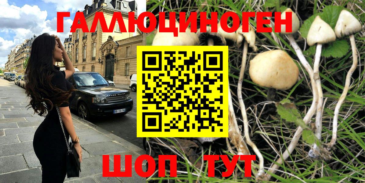 Псилоцибиновые грибы Psilocybe Улан-Удэ